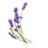 Lavanda